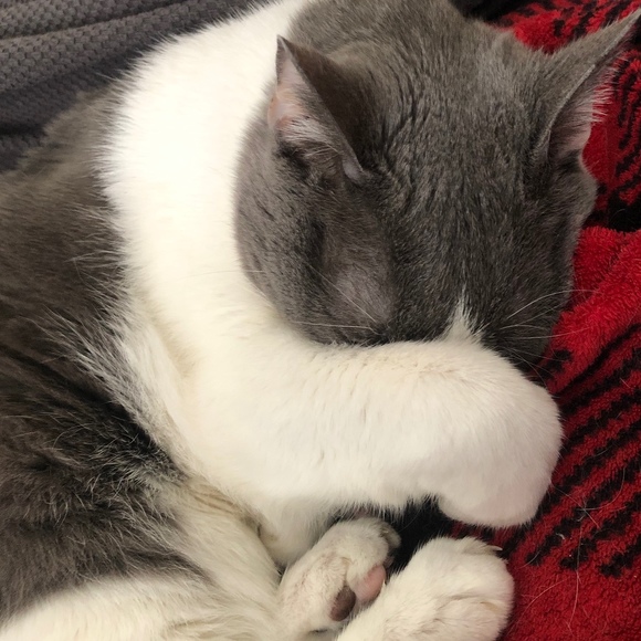 Meet your Posher, Lauren - Picture 1 of 1